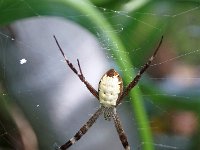 Argiope radon